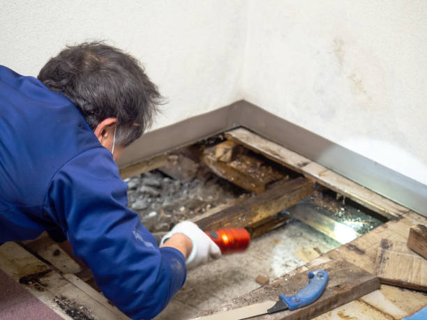 Best Health and Safety Mold Remediation in Lake Village, AR