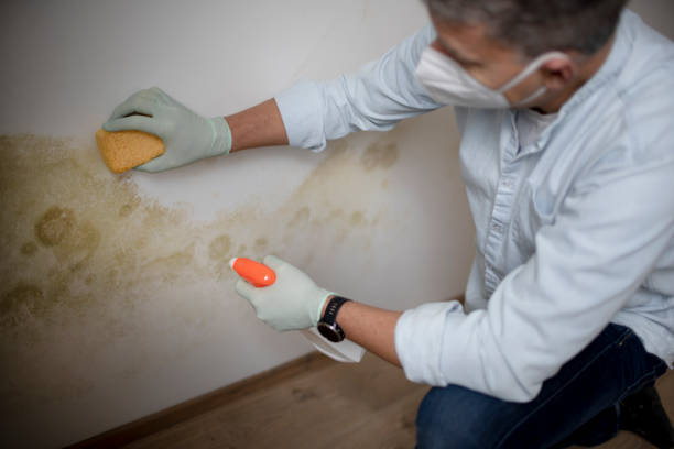 Best Post-Flood Mold Remediation in Lake Village, AR